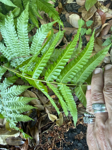 Goniopteris tetragona, 2026-05-18