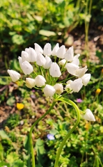 Allium neapolitanum