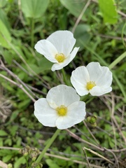 Echinodorus cordifolius