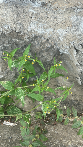 Galinsoga quadriradiata observed 2026-05-19