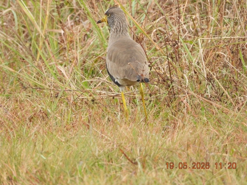 iNaturalist image