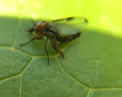 Dilophus tibialis breviceps