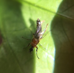 Dilophus tibialis breviceps