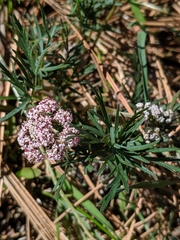 Lomatium geyeri
