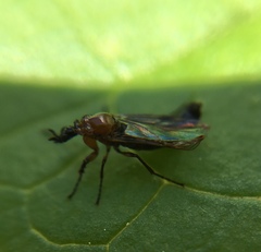 Dilophus tibialis breviceps