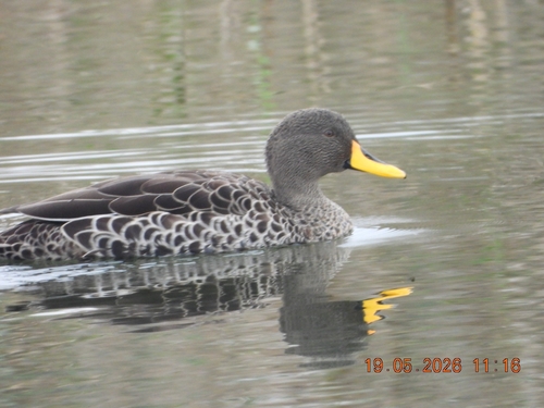 iNaturalist image