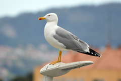 Larus michahellis