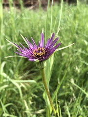 Tragopogon porrifolius