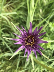 Tragopogon porrifolius