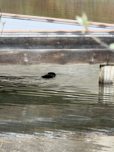 animal observation 2