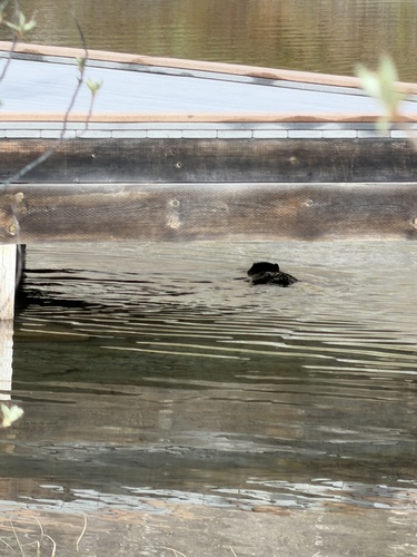 animal observation 3