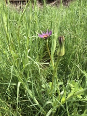 Tragopogon porrifolius