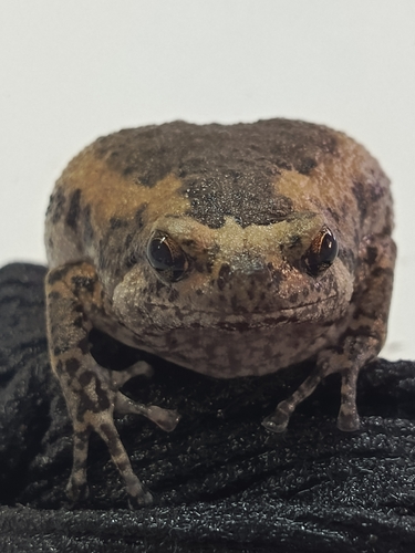 Kaloula pulchra