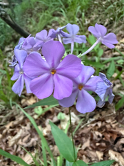 Phlox carolina, photograph (c) carter, some rights reserved (CC BY)