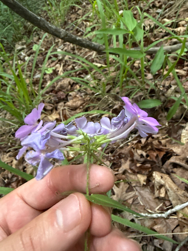 Phlox carolina, photograph 5