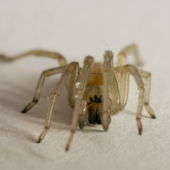 Cheiracanthium