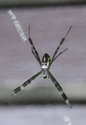 Argiope dang