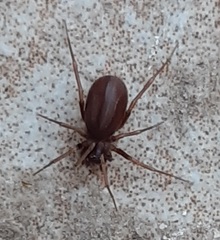 Araneae