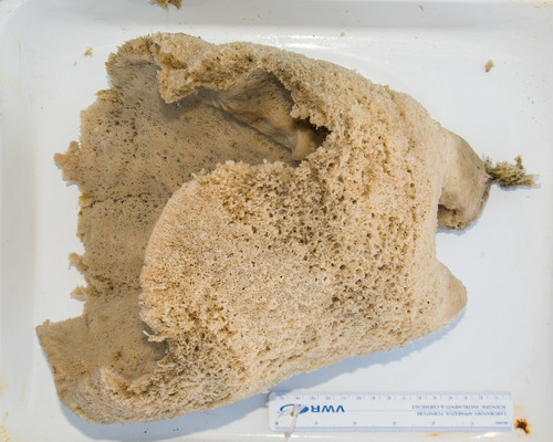 Hemigellius