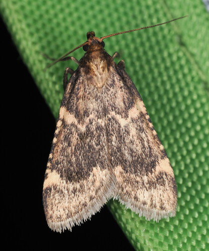 Aglossa cacamica photo 4
