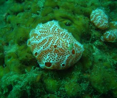 Aplidium elegans