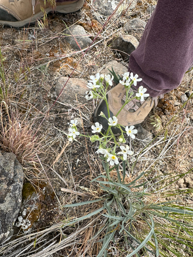 Hackelia diffusa observed 2026-05-19