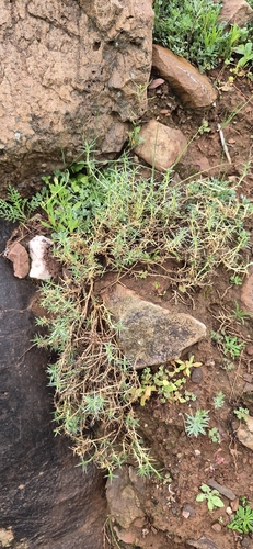 prickly knawel