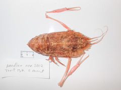 Stereomastis sculpta