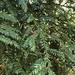 鏽色核果杉 - Photo (c) weka，保留部份權利CC BY-NC