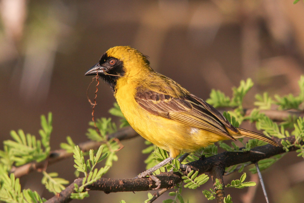 Little Weaver (Ploceus luteolus) photo
