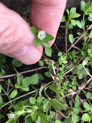 Stellaria media