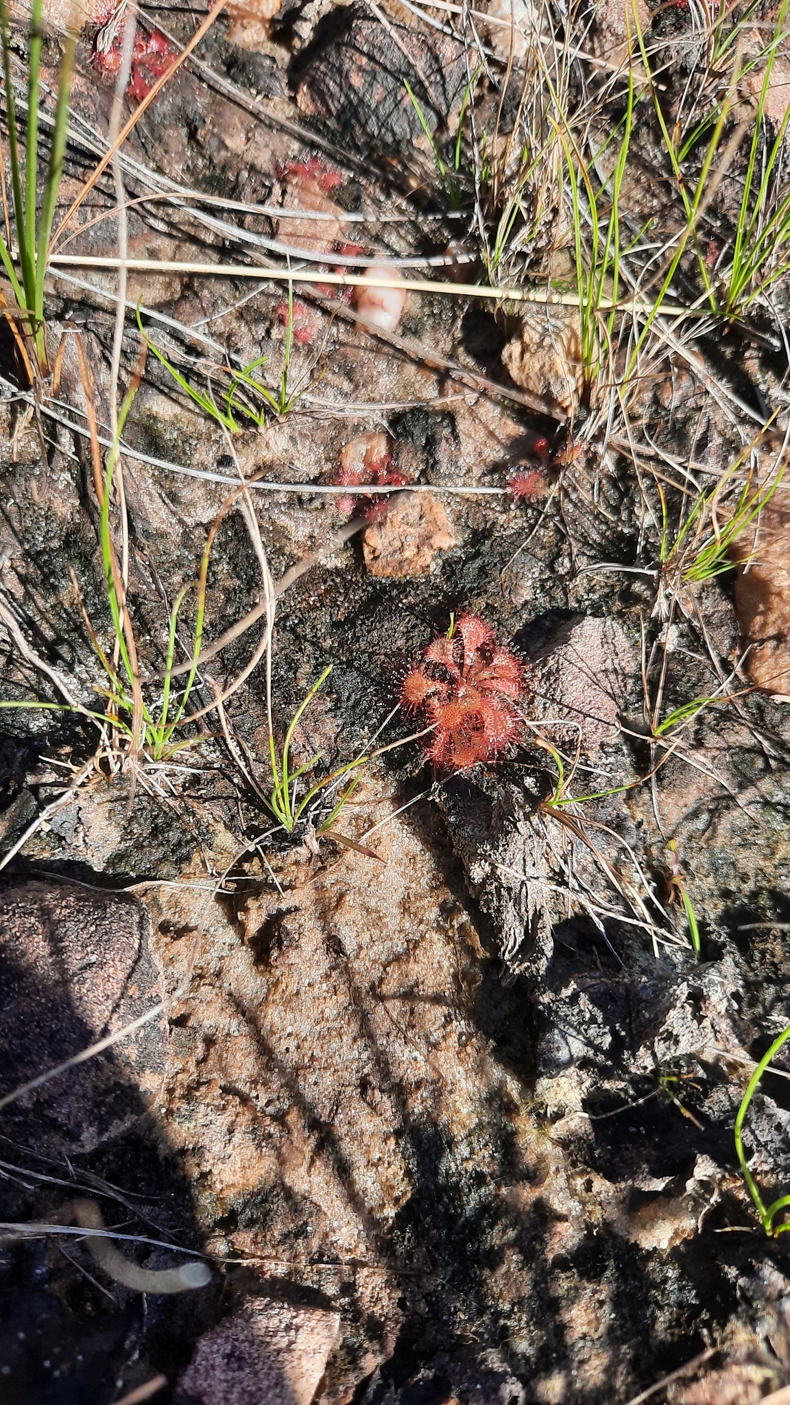 Drosera brevifolia