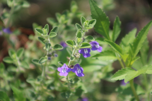 Scutellaria potosina, photograph 3
