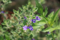 Scutellaria potosina, photograph (c) José Belem Hernández Díaz, some rights reserved (CC BY)