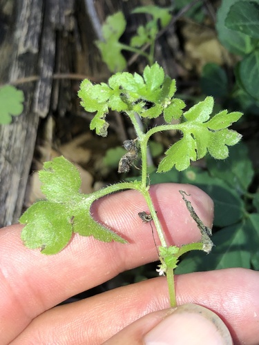 Nemophila aphylla, 2026-05-17
