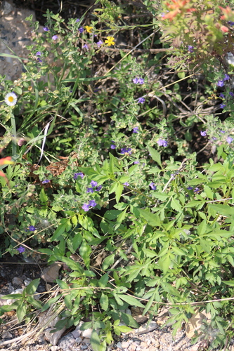 Scutellaria potosina, photograph 4
