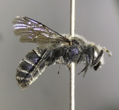 Dioxys