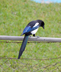 Pica pica