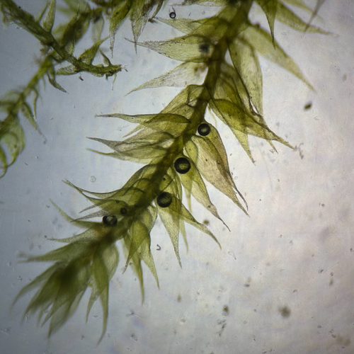 Ectropothecium observed 2026-05-18