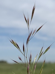 Deschampsia danthonioides