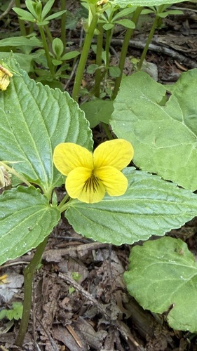 Viola brevistipulata iNat (1)