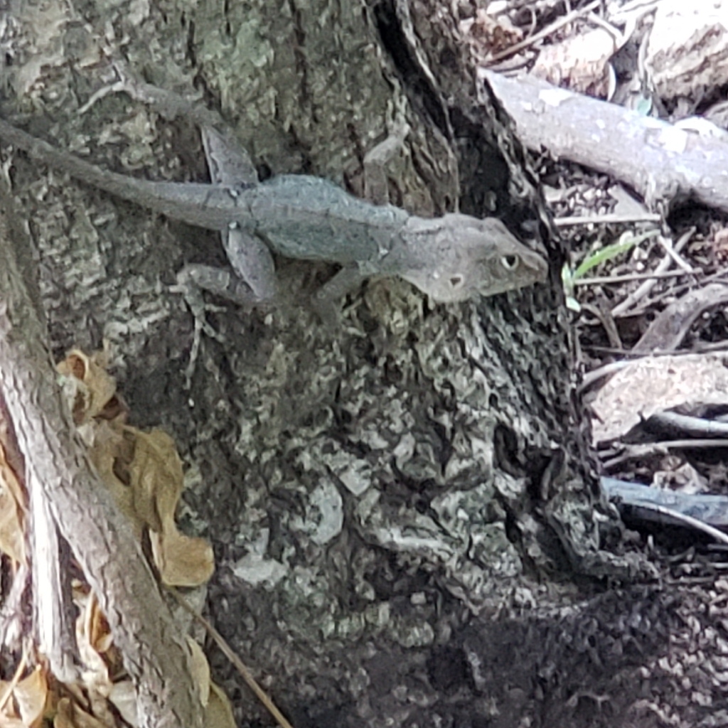 Gonave Stout Anole
