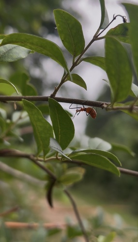 Milkweed Assassin Bug