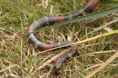 Micrurus altirostris