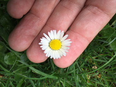 Bellis perennis