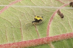 Theridula gonygaster