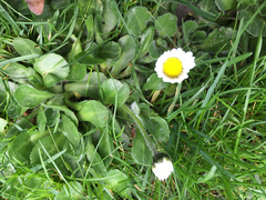 Bellis perennis