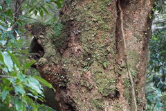 Cinnamomum yabunikkei