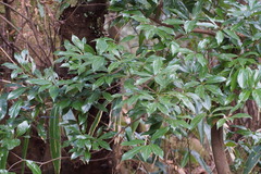 Cinnamomum yabunikkei