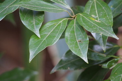 Cinnamomum yabunikkei